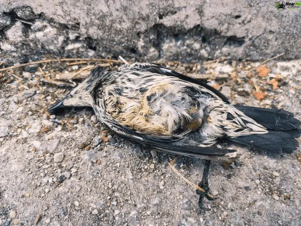 Dead Bird Removal Kiamba