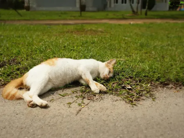 Dead Cat Removal Kiamba