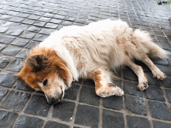 Dead Dog Removal Kiamba