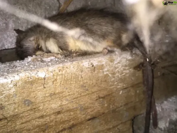 Dead Rat Removal Kiamba